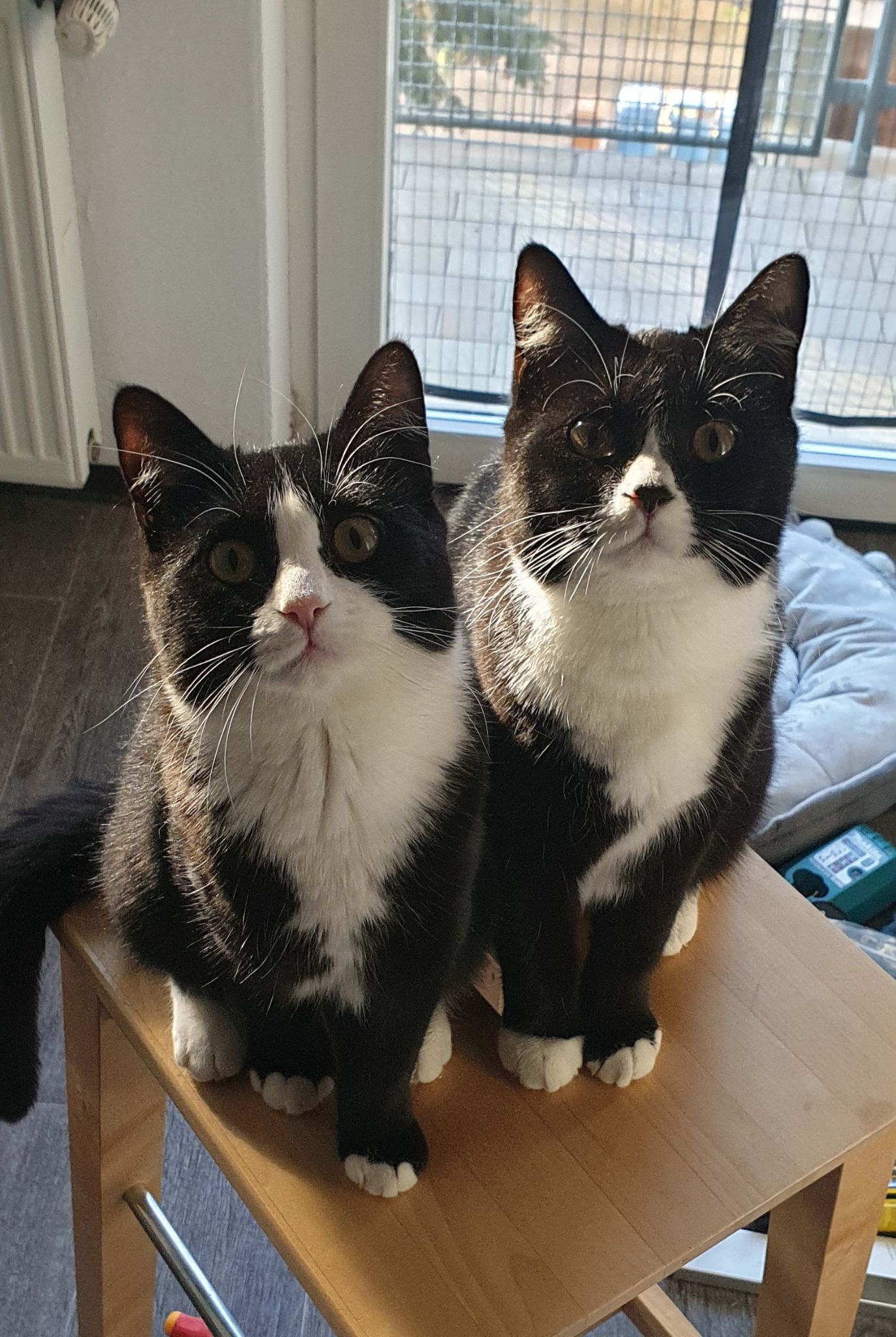 Neues Projekt: Catwalk